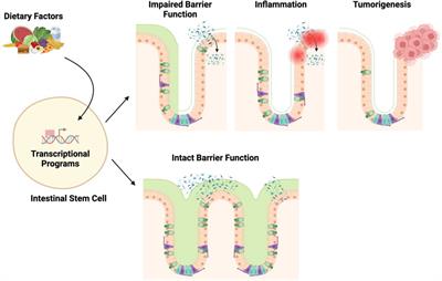 Nutrigenomic underpinnings of intestinal stem cells in inflammatory bowel disease and colorectal cancer development